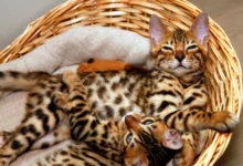 An Introduction to These Gorgeous Hybrid Kitties: Bengal Cats
