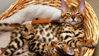 An Introduction to These Gorgeous Hybrid Kitties: Bengal Cats