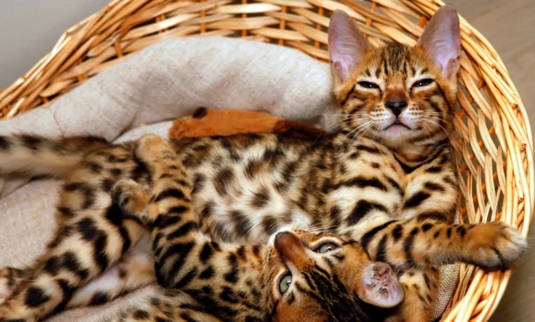 An Introduction to These Gorgeous Hybrid Kitties: Bengal Cats