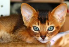 Cat Breeds in Australia: An Introduction