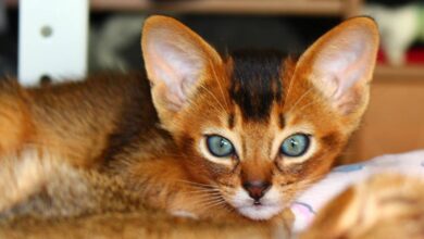 Cat Breeds in Australia: An Introduction