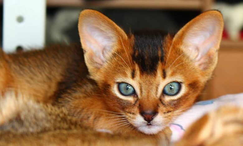 Cat Breeds in Australia: An Introduction