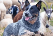 Cattle Dog: The Ultimate Guide To The Australian Cattle Dog