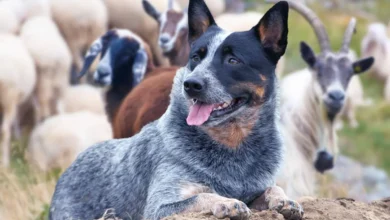 Cattle Dog: The Ultimate Guide To The Australian Cattle Dog