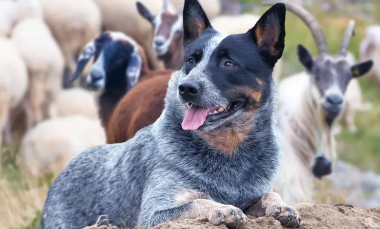 Cattle Dog: The Ultimate Guide To The Australian Cattle Dog