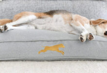 Choosing the Perfect Dog Bed for Your Canine Companion