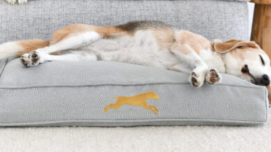 Choosing the Perfect Dog Bed for Your Canine Companion