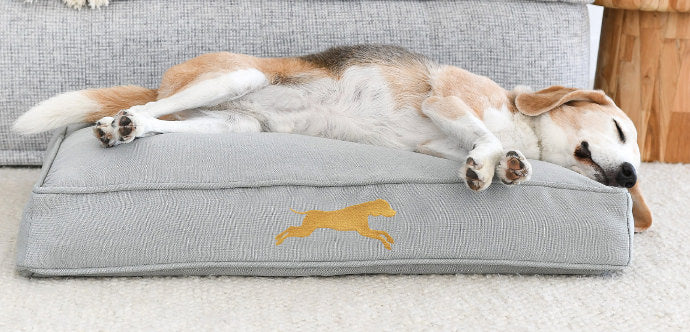 Choosing the Perfect Dog Bed for Your Canine Companion