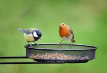 Bird Feeding: Choosing the Right Bird Feeder for Your Garden