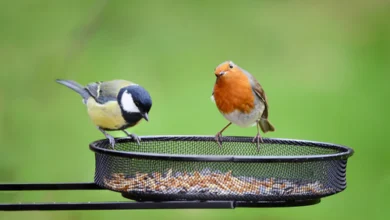 Bird Feeding: Choosing the Right Bird Feeder for Your Garden