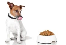 Choosing the Right Dog Food for Your Furry Friend