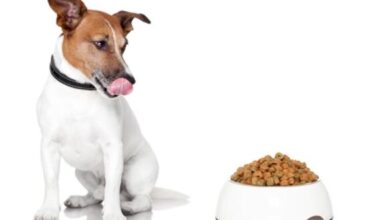 Choosing the Right Dog Food for Your Furry Friend