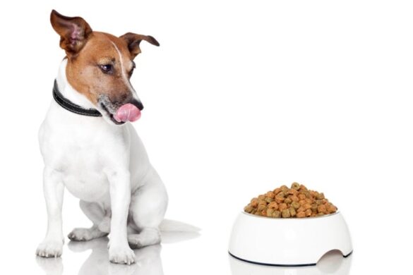 Choosing the Right Dog Food for Your Furry Friend