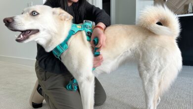 Dog Harness: Choosing the Right Dog Harness