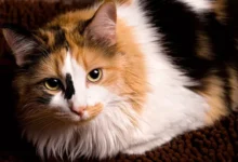 Colours, Traits, and Care for These Colourful Feline Friends: Calico Cats