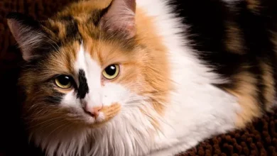 Colours, Traits, and Care for These Colourful Feline Friends: Calico Cats