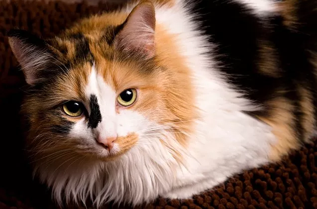 Colours, Traits, and Care for These Colourful Feline Friends: Calico Cats