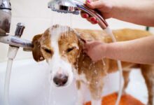 Dog Wash