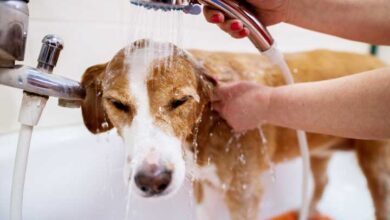 Dog Wash