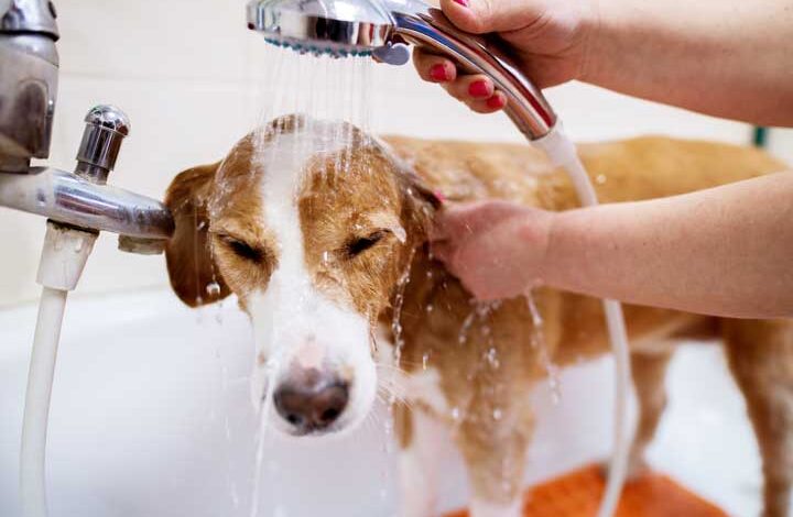 Dog Wash