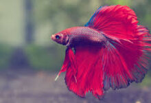 Fighting Fish