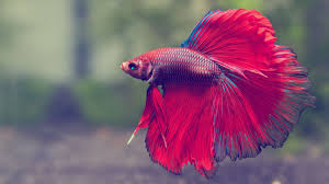 Fighting Fish