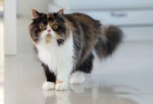 Introducing the Graceful and Regal Persian Cat