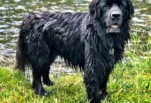 Newfoundland Dog