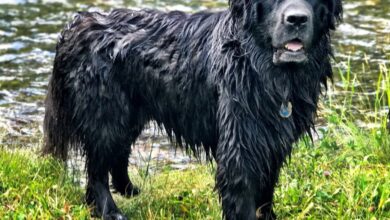 Newfoundland Dog