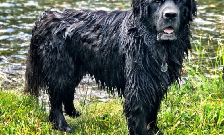 Newfoundland Dog