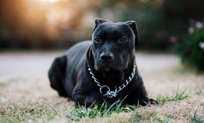 A Complete Guide to Pitbull Dogs in Australia | Best Pets Animal