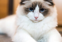 Ragdoll Cats