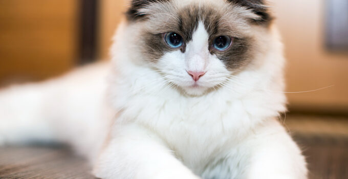 Ragdoll Cats