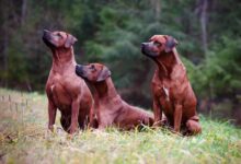 A Complete Guide: Red Dog Breeds