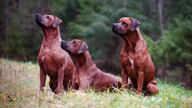 A Complete Guide: Red Dog Breeds