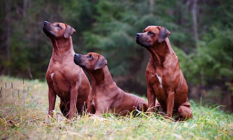 A Complete Guide: Red Dog Breeds