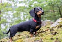 Sausage Dogs as Pets: The Fascinating World of Sausage Dogs