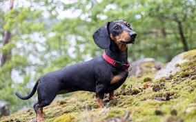 Sausage Dogs as Pets: The Fascinating World of Sausage Dogs