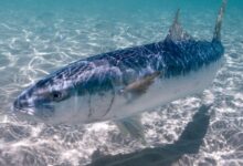 A Guide for Identifying and Learning About Australia's Iconic Saltwater Gamefish-Introducing the Kingfish