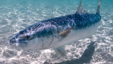 A Guide for Identifying and Learning About Australia's Iconic Saltwater Gamefish-Introducing the Kingfish