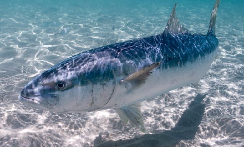 A Guide for Identifying and Learning About Australia's Iconic Saltwater Gamefish-Introducing the Kingfish