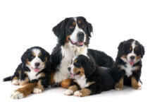 Everything You Need To Know: The Bernese Mountain Dog