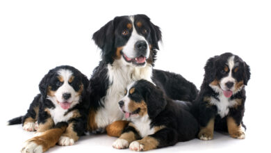 Everything You Need To Know: The Bernese Mountain Dog