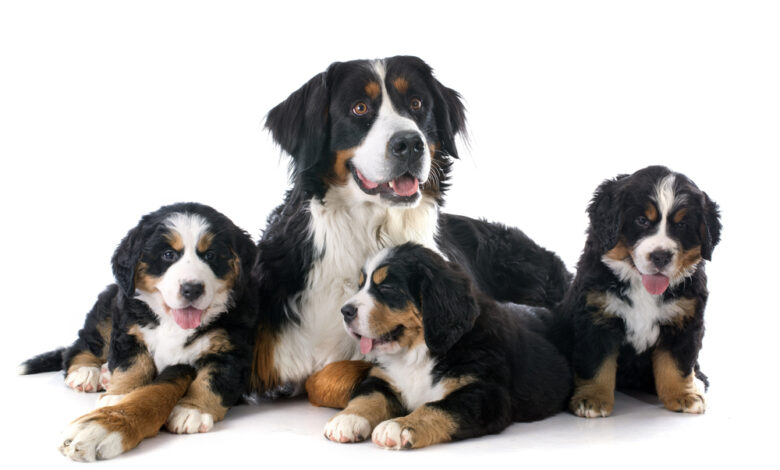 Everything You Need To Know: The Bernese Mountain Dog