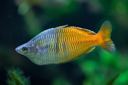 The Fascinating World of Rainbow Fish