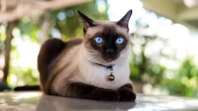 The Fascinating World of Siamese Cats