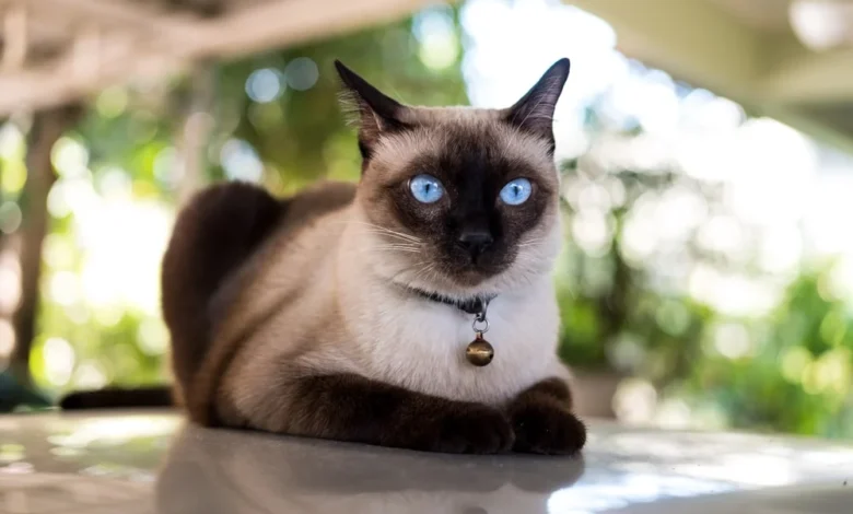 The Fascinating World of Siamese Cats