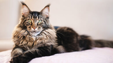 The Majesty of Maine Coons