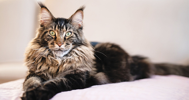 The Majesty of Maine Coons