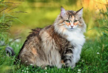 The Mysterious and Majestic Norwegian Forest Cat